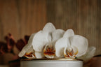Sheer Vanilla & Wild Orchids l Gold Lid Candle & Boutique Box