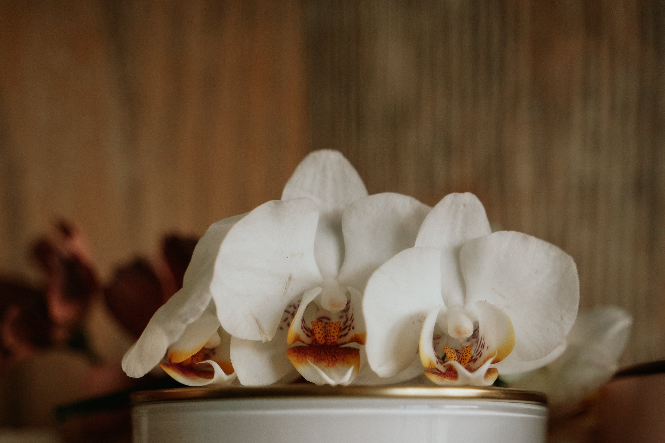 Sheer Vanilla & Wild Orchids l Gold Lid Candle & Boutique Box