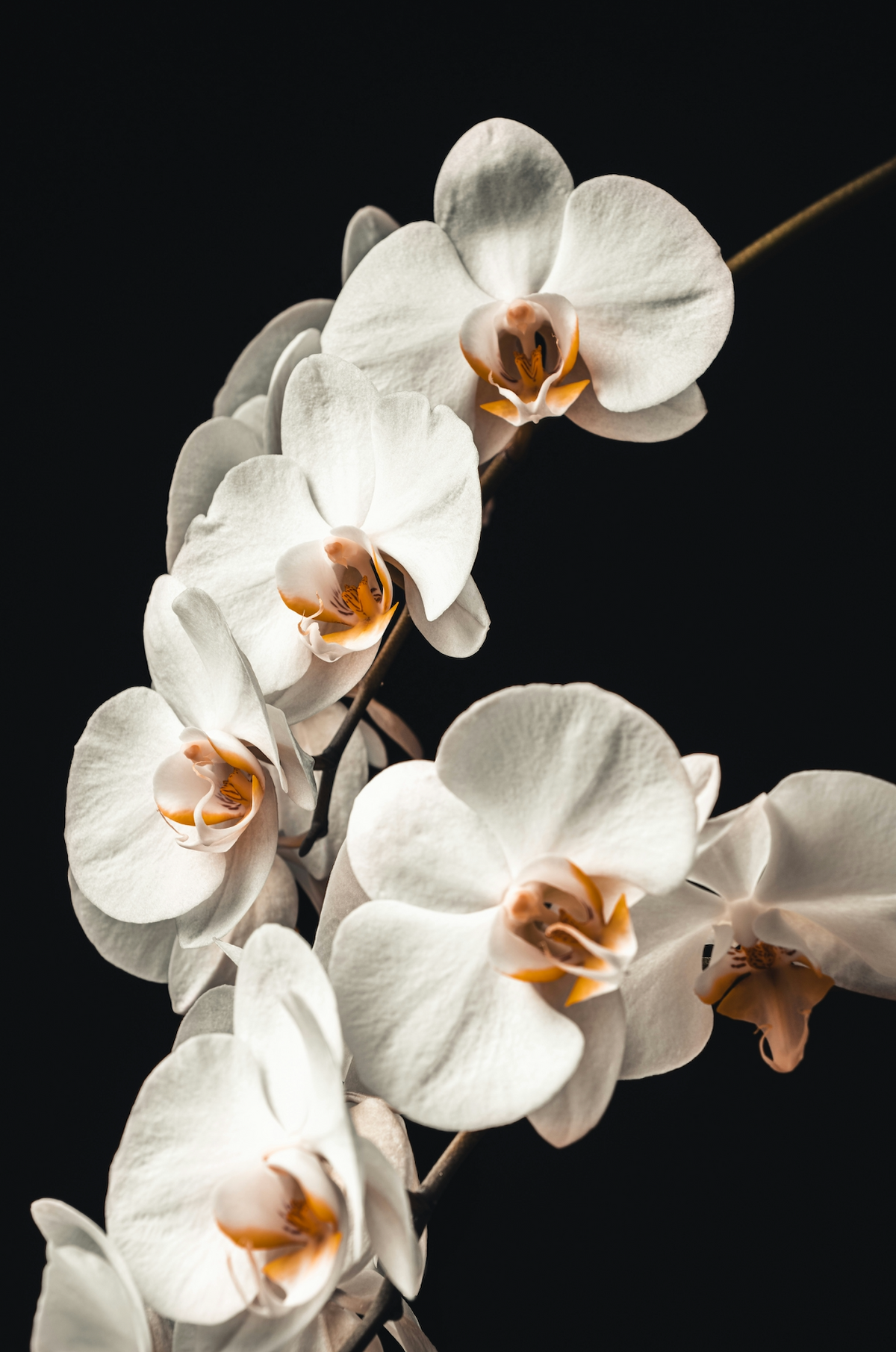 White Orchids