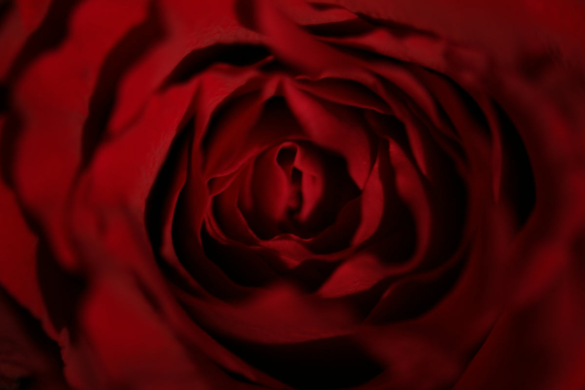 Dark Rose Roll-On Perfume