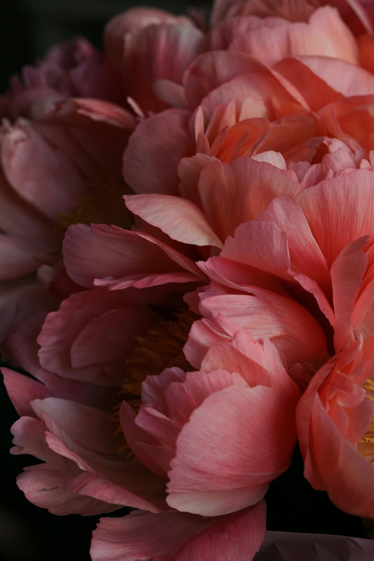 Peony Blossom & Nectarine Roll-On Perfume